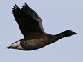 Dark-bellied Brent Goose